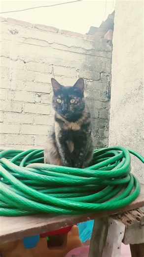 me andan contando vómito que extraña mucho a blanco desde el cielo Yo también lo extraño lo amo ❣️💕💫