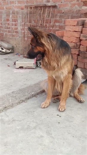 Scott training #dog lover# German shepherd dog 🐕♥️🙏