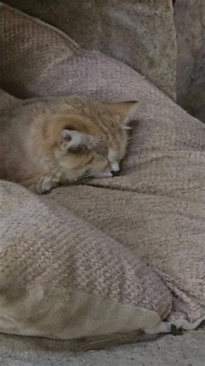 Adorable Desert Sand Cat Napping 🐱🌵