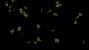 Download Professional Fall Transition Loop - Seamless Leaves Animation for free