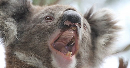 Koala Teeth: Everything You Need to Know