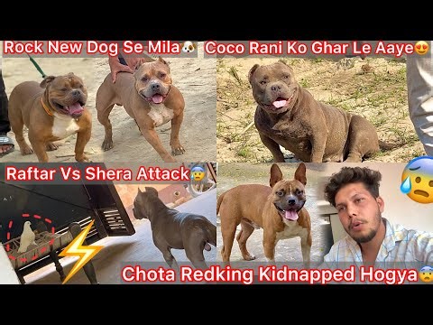 New Ambully Dog Simba Ko Rock Se Milvya🔥 Coco Rani Ko Farm Se Ghar Lna Pda🐶 Chota Redking Kidnapped😰
