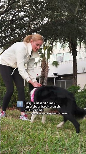 How To Teach Your Dog "Back Up"