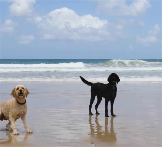 127 reactions |  Paws up for the ultimate fall getaway! Hilton...