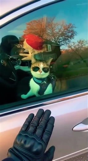Funny Cat Driving Fail 2025: Sassy Calico Gets BUSTED by Cop in Epic Bodycam Chase! 😹🚔
