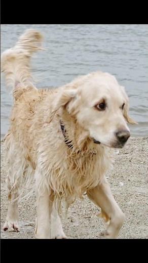 Funny Labrador Dog shaking off water