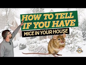 How to Tell If You Have Mice in Your House (Where to Look & What the Signs Mean)