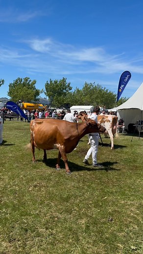 1.7K views · 22 reactions | Canterbury Royal A & P Show All Breeds Senior Champion Cow Champion - Belbrook Spotlight Ester - Belbrook Holsteins Reserve - Pukekaraka Elle Delila - Gilbert Family Honourable Mention - Allandale Tbone Brielle - Tahora Farms  Supreme All Breeds Champion Cow - Belbrook Spotlight Ester - Belbrook Holsteins  Great show, thank to you the judges, officials, all exhibitors and helpers  | Brown Swiss NZ | Facebook