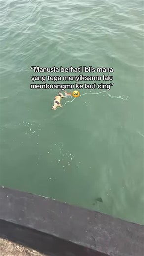 Jasil on Instagram: "#catlovers #kucing #fypreels"