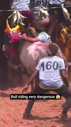 Bull riding is very dangerous 🔥😱 #shorts #bullriding #bull #indianbullpower