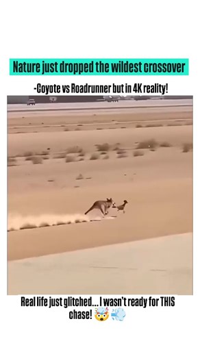 Jasika Atik on Instagram: "I can’t believe I actually caught this on camera 🤯 A real-life coyote chasing a roadrunner—straight out of a Looney Tunes episode! Wildlife is crazier than cartoons sometimes… and this clip proves it. “Nature really said: Wile E. Coyote vs Roadrunner — LIVE edition. The speed, the chaos, the timing… everything is unbelievably real.” 🎥 Video Source: @globalreel.io Observed in: Desert region footage 🌍 Original Data Source: This clip originally went viral on X (Twitter