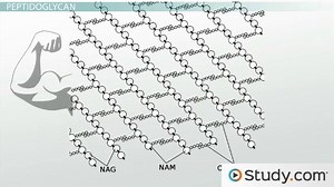 Bacterial Cell Wall Definition, Function & Composition