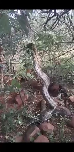 A man encounter a huge python while hunting.😱🥹🙆