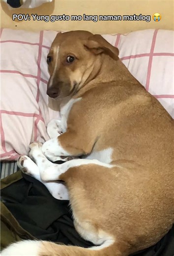 Paw Matulog: Ang Awit ng mga Dog Lovers