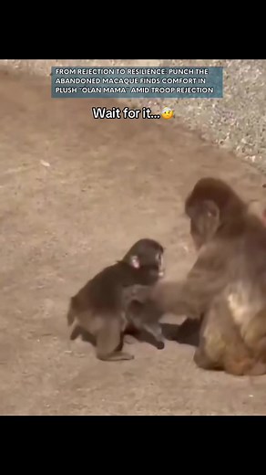 Macaque Punch Attack: The Surprising Encounter