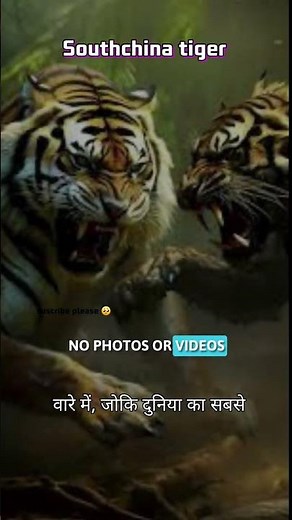 👉 The RAREST Tiger on Earth 😳 | South China Tiger 🐯🔥#ytshorts #wilddiscoveryhindi #facts #adventure