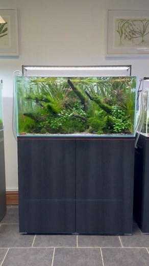 Feeding time in the Eheim Clearscape Nature Aquarium. Black Neon and Glowlight Tetra work really well together in this layout, amongst a handful of rasbora kuboti. Creating a lovely lush habitat for the fish is one of the many joys of Aquascaping. All that CO2, light and nutrients is growing a lush planted habitat that most fish dream of. Creating cover, a sense of security and a clean higher level of water quality. Aside from pleasing the fish, we as aquarists are rewarded with something except