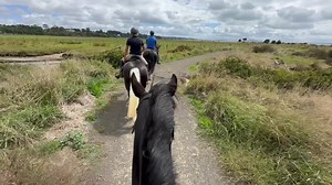 4.3K views · 175 reactions | Man I love how we get to test horses out...