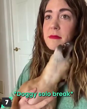 1M views · 51K reactions | Animals vs. Christmas  | Animal Antics | Facebook