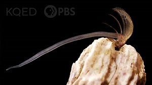 Barnacles Go To Unbelievable Lengths To Hook Up | KQED