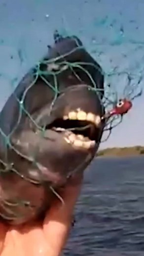Incredible Sheepshead Fish with Human-Like Teeth