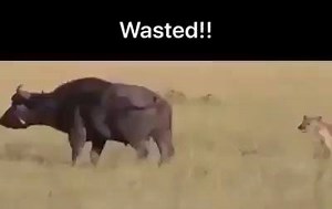 Going for the throat is so last century! | Ringers from the Top End