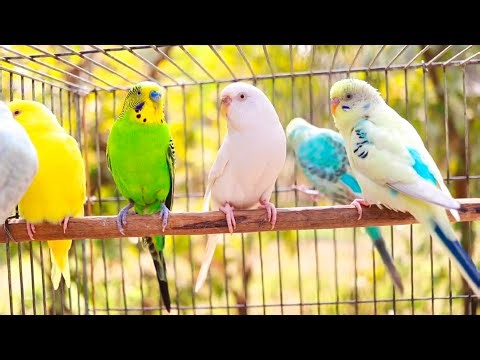 Budgies singing in Pet Store | Parakeet Sounds | 11 Hour