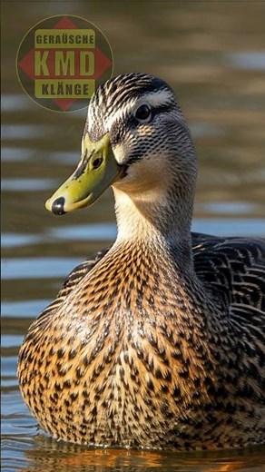 Geräusch der Ente – Echte Geräusche des Teiches – TIERGERÄUSCHE 🦆