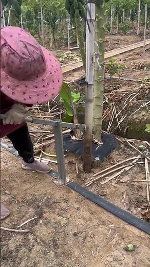 Banana Tree Support Setup for Strong Growth#Banana Farming#Agriculture Tools#Banana Tree Support