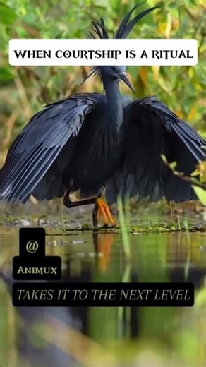 Mating ritual #shorts