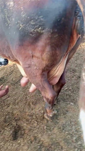 Newborn Calf Feeding From Mother | First 24 Hours Care in Dairy Farming #DairyFarm #FarmEducation