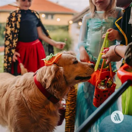 Dark chocolate, milk chocolate, and white chocolate contain different amounts of toxic methylanthine alkaloids (eg, theobromine, theophylline, caffeine). With Halloween just around the corner, refresh your knowledge on chocolate toxicosis: https://mrkmnls.co/4gOkCH2 | The Merck Veterinary Manual
