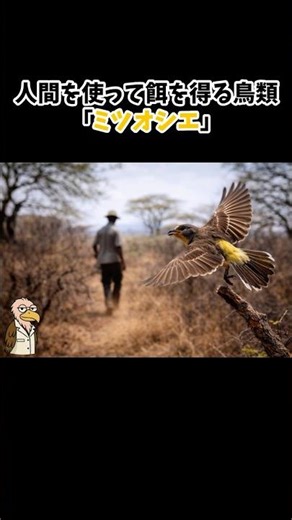A Bird That Uses Humans to Find Food | Honeyguide