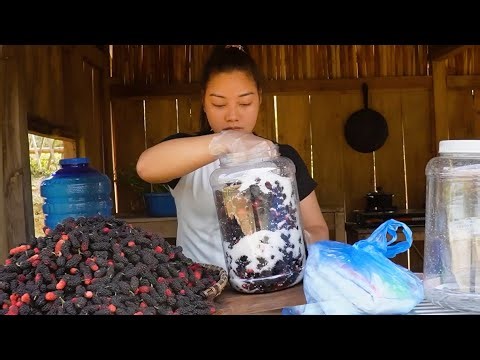 Harvesting A Bountiful Mulberry Crop And Simple Steps To Make Mulberry Syrup At Home
