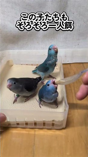 ウロコとマメ 2025 12 4