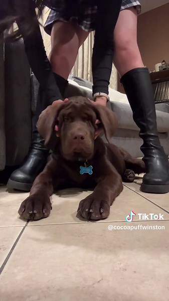 Winston the Chocolate Lab's Hilarious Tricks