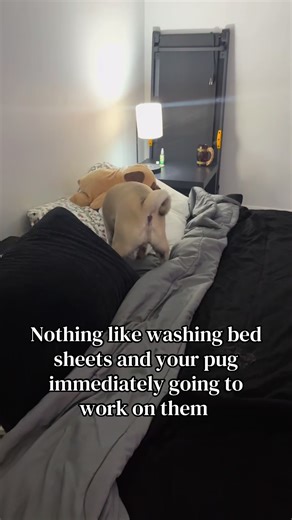 Ozzy alwayssss #fyp #pug #viral #dogsoftiktok #trending