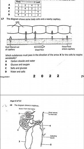 Capillary bed #biology #cellstructure #respiration #gcse