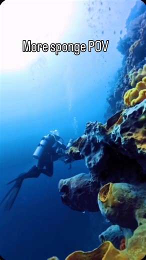 Professor James J. Bell on Instagram: "More sponge POV! Literally thousands and thousands of fish are swimming past these sponges each day, some visiting to feed on them, some sheltering in them and other just passing overhead and releasing nutrients (poo!) that the sponges can potentially take up. #spongeecologygroup #poo #nutrients #coral reefs #marinebiology #underwater"