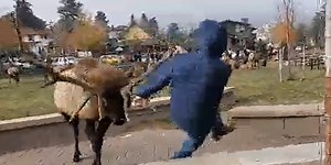 WATCH: Elk attacks man in Colorado as person filming tries to warn him