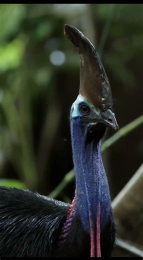 “The Most Dangerous Bird in the World 😳 | Cassowary Attack!”