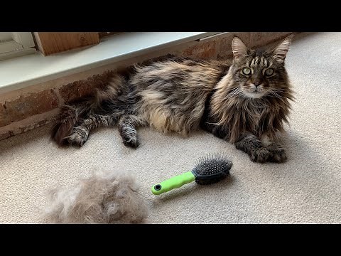 Brushing A Maine Coon Cat