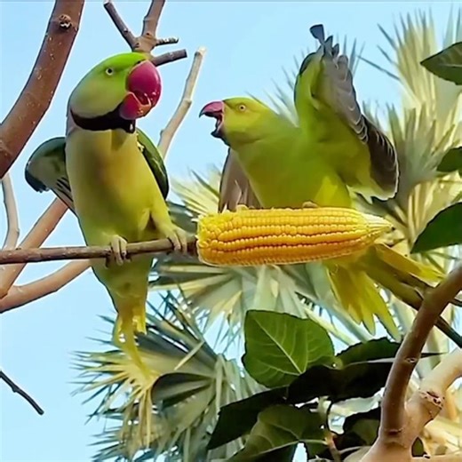 Alexandrine attacking ringneck parrot #alexandrineparakeet #parrotlover #parrot #birdsounds