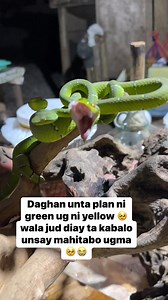Si green after nag inom water gabie 🐍💚🥰 wala na si yellow 🥹 daghan pa kaau ko plan si green akong ebal is unya tanan plan diay ma change 😭 wala jud ta kabalo sa unsay mahitabo ugma 🥹😭 Right to Indigenous Knowledge Systems and and to Develop own Sciences and Technologies. REPUBLIC ACT NO. 8371, IPRAW LAW, 1997, Sec 34. Our Family’s Natural and Traditional method 💉 for more than 30years. #msisforever #32years #miraclesnake #datukamandag #mutyaka #baleleng #yellow #green #pitviper #forthewh