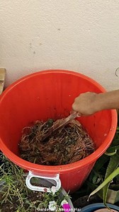 Unfiltered daily basis gardening task #garden #terracegarden #OrganicGardening #gardening #tasks #gardeningaasaanhai | Gardening Aasaan Hai