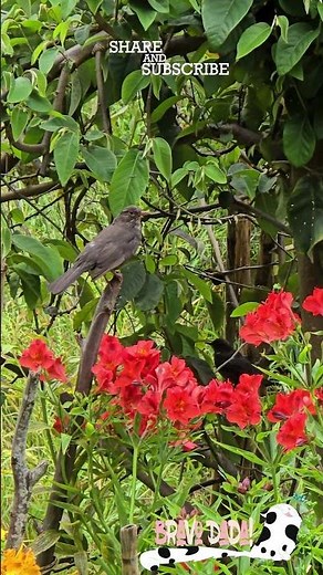 Garden Bird Sounds – Beautiful Birds in Nature – Bravo Dada! #Shorts #Birds #BirdSounds #Flowers