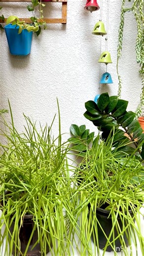 Growing spring onion in pots.#shorts