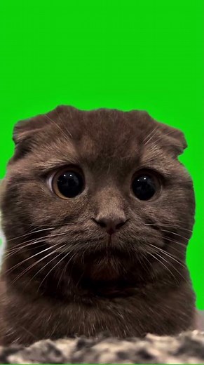 Sad Cat Green Screen Meme Asset 😿