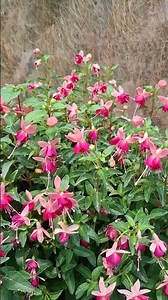 FUCHSIA HYBRIDA | LADY'S EARDROPS | NATURE PLANTS