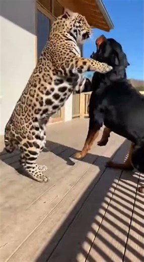Jaguar vs Rottweiler: An Unbelievable Interaction! 🐆🐕
